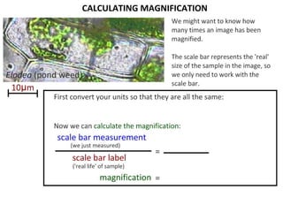 4 cell-theory-