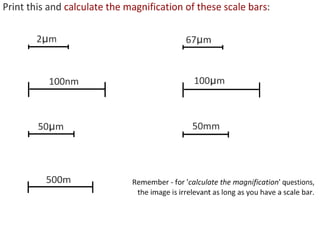 4 cell-theory-