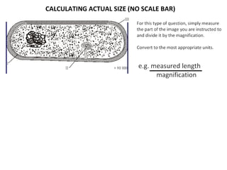 4 cell-theory-
