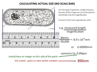 4 cell-theory-