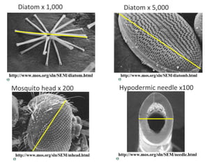 4 cell-theory-