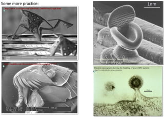 4 cell-theory-