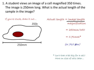 4 cell-theory-