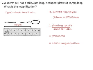 4 cell-theory-