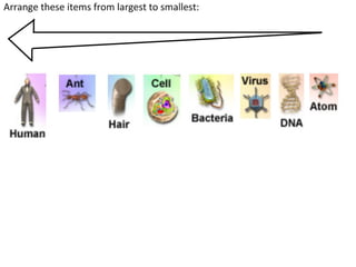 4 cell-theory-