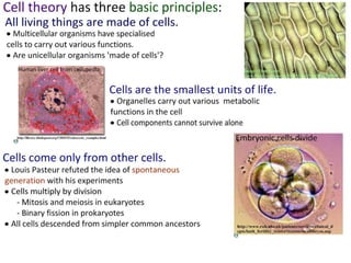 4 cell-theory-