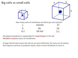 4 cell-theory-
