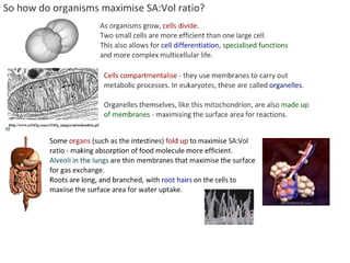 4 cell-theory-