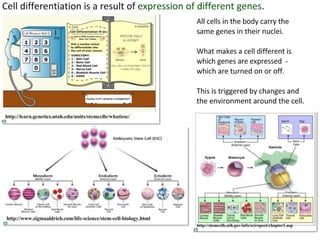 4 cell-theory-