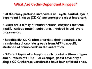 4-cell_cycle.ppt ...