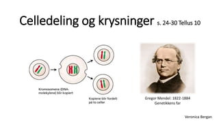Celledeling og krysninger s. 24-30 Tellus 10 
Gregor Mendel: 1822-1884 
Veronica Bergan 
Genetikkens far 
 