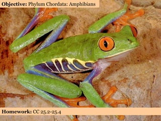 Objective:  Phylum Chordata: Amphibians Homework:  CC 25.2-25.4 