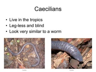 Caecilians Live in the tropics Leg-less and blind Look very similar to a worm Caecilian Caecilian 
