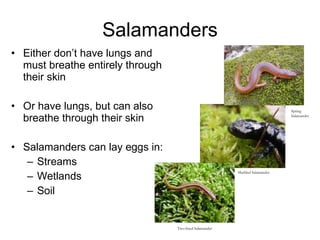 Salamanders Either don’t have lungs and must breathe entirely through their skin Or have lungs, but can also breathe through their skin Salamanders can lay eggs in: Streams Wetlands Soil Marbled Salamander Two-lined Salamander Spring Salamander 