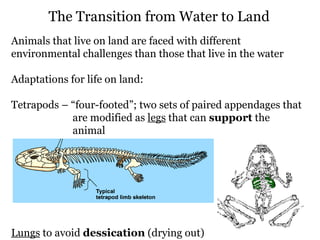 Animals that live on land are faced with different environmental challenges than those that live in the water Adaptations for life on land: Tetrapods – “four-footed”; two sets of paired appendages that  are modified as  legs  that can  support  the  animal Lungs  to avoid  dessication  (drying out)‏ The Transition from Water to Land 