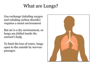 What are Lungs? Gas exchange (inhaling oxygen and exhaling carbon dioxide) requires a moist environment But air is a dry environment, so lungs are  folded inside the animal's body To limit the loss of water, lungs open to the outside by  narrow  passages.  
