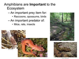 Amphibians are  Important  to the Ecosystem An important prey item for: Raccoons, opossums, birds An important predator of: Mice, rats, insects Spring Peeper Spring Salamander Green Salamander 