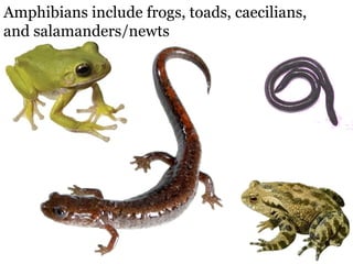 Amphibians include frogs, toads, caecilians, and salamanders/newts 