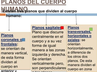 PLANOS DEL CUERPO HUMANOExisten tres planos que dividen al cuerpo humano:Planos sagitales:Plano que discurre centralmente en el cuerpo y a su vez forma de igual manera a las zonas izquierda y derecha. Se orientan verticalmente pero, son perpendiculares a los planos coronales.Planos transversales, horizontales o axiales:se orientan horizontalmente, a diferencia de los otros dos planos. De esta manera dividen el cuerpo en zona inferior y superior. Planos coronales o frontales:se orientan de manera vertical, de esta forma dividen al cuerpo en anterior y posterior. 