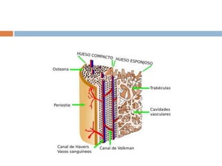 Esas células son los osteoblastos, osteocitos y osteoclastos.Células que componen al tejido óseoOsteoblastosOsteocitosOsteoclastosSe ubican en la superficie del tejido óseoSe ubican en cavidades(osteoblastos)Se ubican en la superficie de la matriz ósea Se encargan de sintetizar y secretar la parte orgánica de la matriz ósea durante su formaciónMantienen las actividades del tejido óseo como el intercambio de nutrientes y productos de desecho.Son responsables de las reabsorción del tejido óseo.