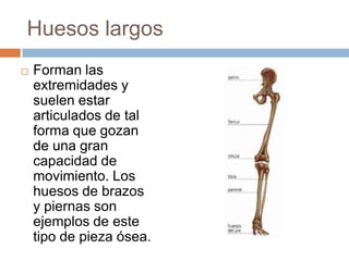 Huesos planosSuelen ser del tamaño medio o pequeño y no presentan demasiada movilidad, el ejemplo mas característico es de los huesos que forman la caja del cráneo.Huesos largosForman las extremidades y suelen estar articulados de tal forma que gozan de una gran capacidad de movimiento. Los huesos de brazos y piernas son ejemplos de este tipo de pieza ósea.  Huesos cortosForman estructuras complejas y generalmente muy móviles, como es el caso de las manos. 