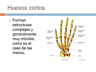 Tejido óseoEs un tipo especializado de tejido constituyente principal que forma parte de los huesos de los seres humanos.