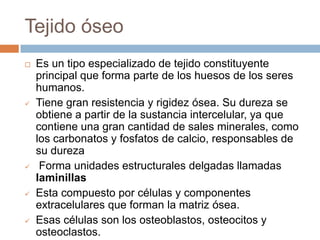 Tiene gran resistencia y rigidez ósea. Su dureza se obtiene a partir de la sustancia intercelular, ya que contiene una gran cantidad de sales minerales, como los carbonatos y fosfatos de calcio, responsables de su dureza
