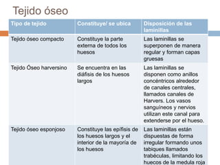 Esta compuesto por células y componentes extracelulares que forman la matriz ósea.
