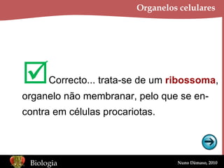 Organelos celulares  Correcto... trata-se de um  ribossoma , organelo não membranar, pelo que se en- contra em células procariotas. 