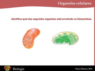 Organelos celulares Identifica qual dos seguintes organelos está envolvido na fotossíntese. 