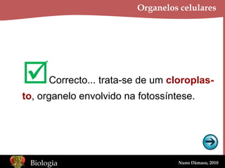 Organelos celulares  Correcto... trata-se de um  cloroplas- to , organelo envolvido na fotossíntese. 