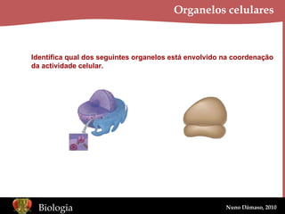 Organelos celulares Identifica qual dos seguintes organelos está envolvido na coordenação da actividade celular. 