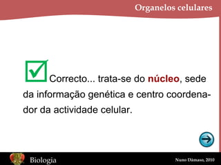 Organelos celulares  Correcto... trata-se do  núcleo , sede da informação genética e centro coordena- dor da actividade celular. 