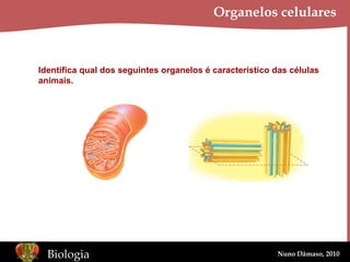 Organelos celulares Identifica qual dos seguintes organelos é característico das células animais. 