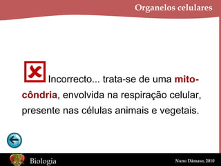 Organelos celulares  Incorrecto... trata-se de uma  mito- côndria , envolvida na respiração celular, presente nas células animais e vegetais. 