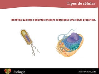 Tipos de células Identifica qual das seguintes imagens representa uma célula procariota. 