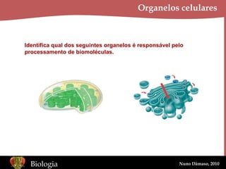 Organelos celulares Identifica qual dos seguintes organelos é responsável pelo processamento de biomoléculas. 
