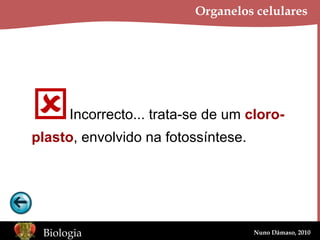 Organelos celulares  Incorrecto... trata-se de um  cloro- plasto , envolvido na fotossíntese. 