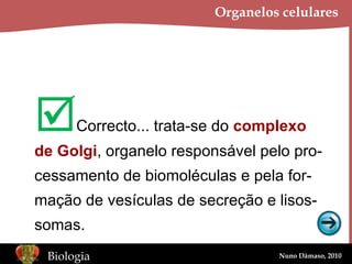 Organelos celulares  Correcto... trata-se do  complexo de Golgi , organelo responsável pelo pro- cessamento de biomoléculas e pela for- mação de vesículas de secreção e lisos- somas. 