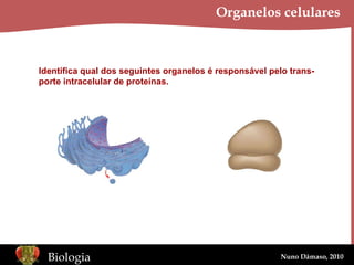 Organelos celulares Identifica qual dos seguintes organelos é responsável pelo trans- porte intracelular de proteínas. 