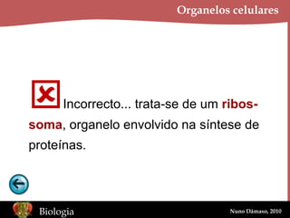 Organelos celulares  Incorrecto... trata-se de um  ribos- soma , organelo envolvido na síntese de proteínas. 