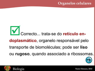 Organelos celulares  Correcto... trata-se do  retículo   en- doplasmático , organelo responsável pelo transporte de biomoléculas; pode ser  liso ou  rugoso , quando associado a ribossomas. 