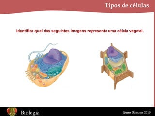 Tipos de células Identifica qual das seguintes imagens representa uma célula vegetal. 