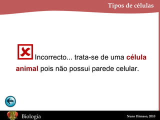 Tipos de células  Incorrecto... trata-se de uma  célula animal  pois não possui parede celular. 