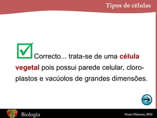Tipos de células  Correcto... trata-se de uma  célula vegetal  pois possui parede celular, cloro- plastos e vacúolos de grandes dimensões. 