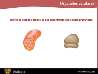 Organelos celulares Identifica qual dos organelos são encontrados nas células procariotas. 