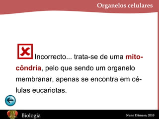 Organelos celulares  Incorrecto... trata-se de uma  mito- côndria , pelo que sendo um organelo membranar, apenas se encontra em cé- lulas eucariotas. 