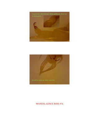 MANUEL LENCE ROIS 4ºA
 