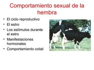 Comportamiento sexual de la
            hembra
• El ciclo reproductivo
• El estro
• Los estímulos durante
  el estro
• Manifestaciones
  hormonales
• Comportamiento coital
 