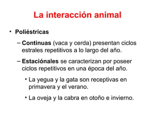 La interacción animal
• Poliéstricas
  – Continuas (vaca y cerda) presentan ciclos
    estrales repetitivos a lo largo del año.
  – Estaciónales se caracterizan por poseer
    ciclos repetitivos en una época del año.
     • La yegua y la gata son receptivas en
       primavera y el verano.
     • La oveja y la cabra en otoño e invierno.
 
